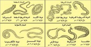 علاج الديدان والبلهارسيا | للدكتور وحيد عبد العال
